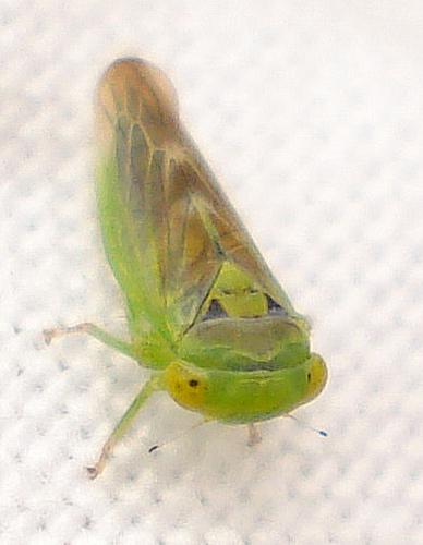Object Detection Insect INSECT Object Detection Dataset by AIRR