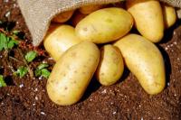 Tuber and Tuberous Root Crops project thumbnail