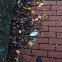 Dataset Image