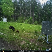 Dataset Image