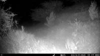Animal-Detection project thumbnail