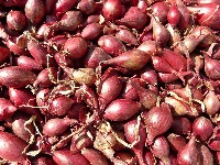 Red Onion project thumbnail