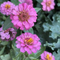 Bulk Flowers project thumbnail