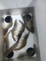 Shrimp size project thumbnail
