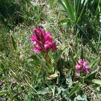 grasslands_giovanni project thumbnail