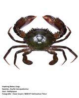 Crab Dataset project thumbnail