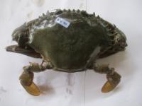 Carapace Segmentation project thumbnail