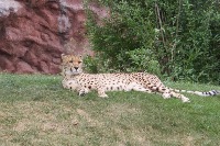 Animal_detection2 project thumbnail