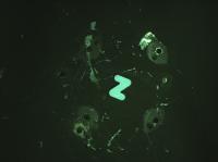 A_Z project thumbnail