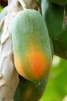 papaya project project thumbnail