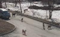 stray dogs project thumbnail