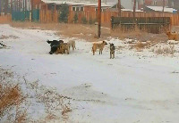 dog project thumbnail