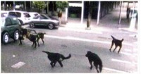 dog_detection_for_smart_cities_V1 project thumbnail