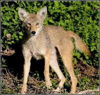 Animal Detection project thumbnail