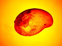 rotten mango thermal project thumbnail
