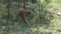 tttttttttttiger project thumbnail