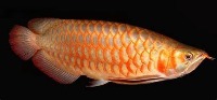 Pekan Fish Classification project thumbnail
