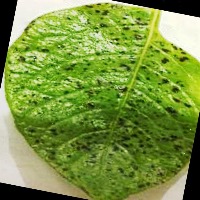 penyakit daun kentang project thumbnail