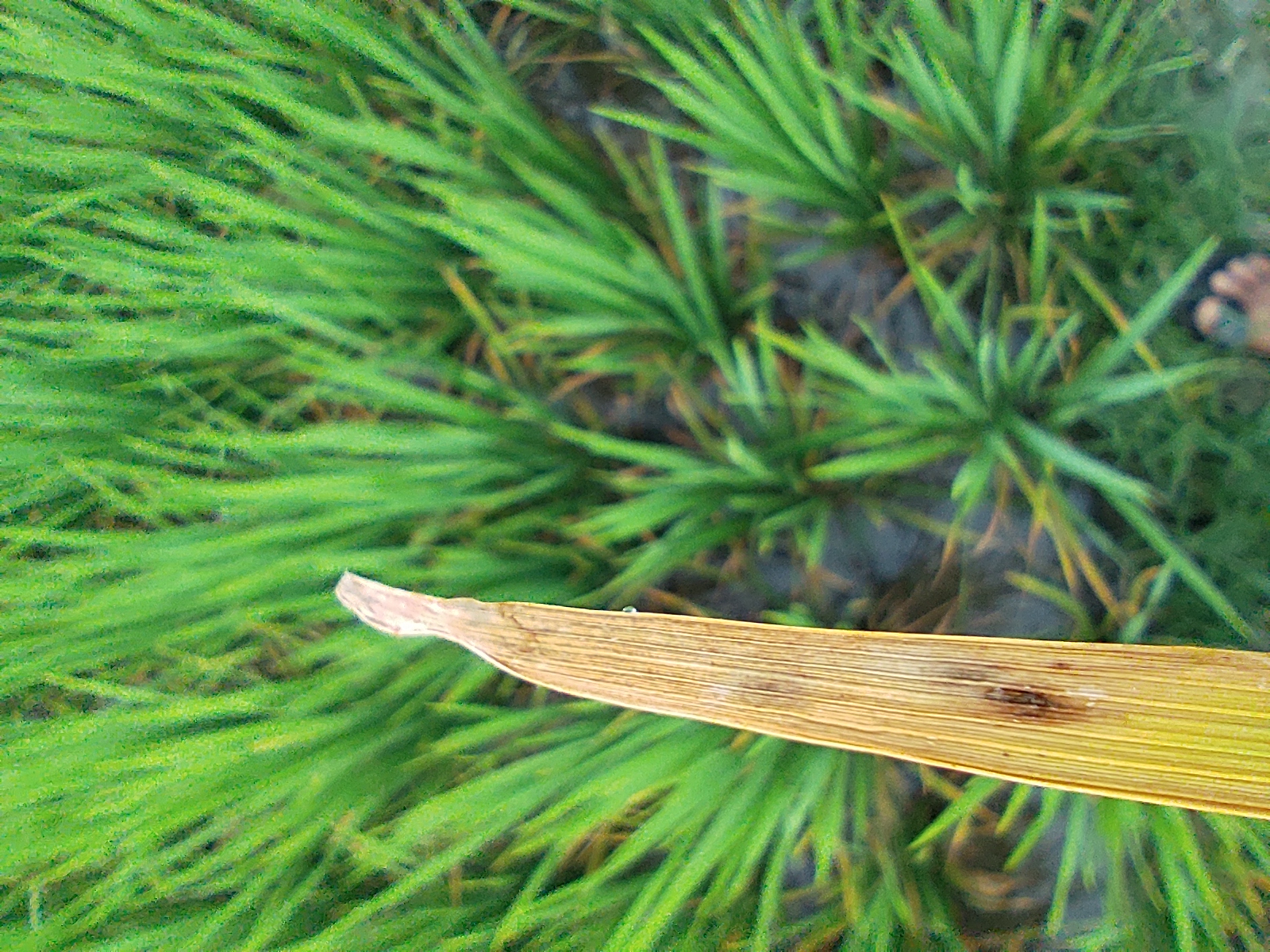 Rice leaf disease yolo Object Detection Dataset by penyakit tanaman padi
