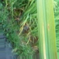 Penyakit daun Padi project thumbnail