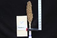 Lab_panicle_measure project thumbnail