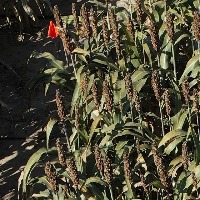 Sorghum_Field_FN project thumbnail