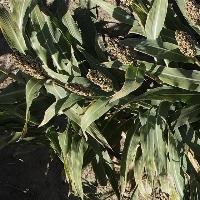 Sorghum_Field_Panicle project thumbnail