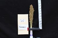 Lab_Panicle project thumbnail