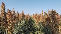 Sorghum detection project thumbnail