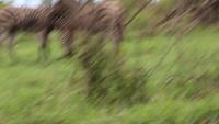 Detect And Classify Object Detection project thumbnail