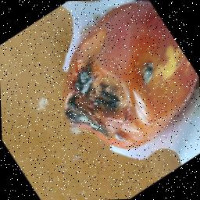 Dataset Image
