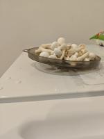 beech mushroom project thumbnail