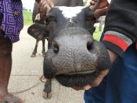 id. muzzle pattern project thumbnail