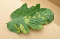 Tomato_Disease_Detection project thumbnail