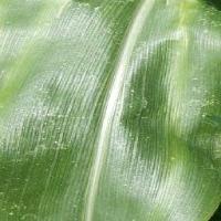 corn diseases project thumbnail