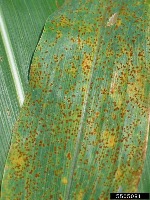 Corn Disease 4 project thumbnail