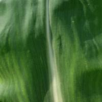 corn_diseases project thumbnail