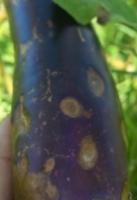 Eggplant_Instance_Segmentation project thumbnail