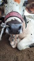Cattle_muzzle_detection_frontal project thumbnail