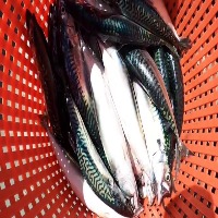 DETEKSI IKAN SELAR BENTONG project thumbnail