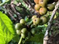 Robusta project thumbnail