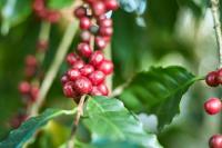 Arabica project thumbnail