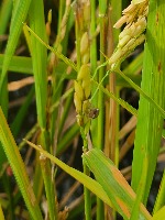Leaf Pests Identifier project thumbnail
