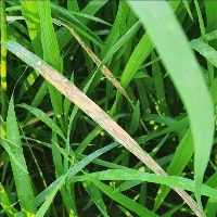 Rice Disease project thumbnail