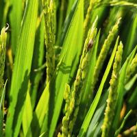 abc project thumbnail