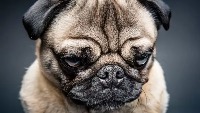 Animal Detection project thumbnail