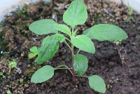 weed detection project thumbnail