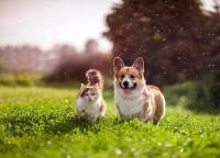 Cat dog project thumbnail