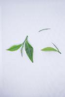 tea leaves classification project thumbnail