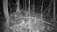 Yakushima_Camera project thumbnail